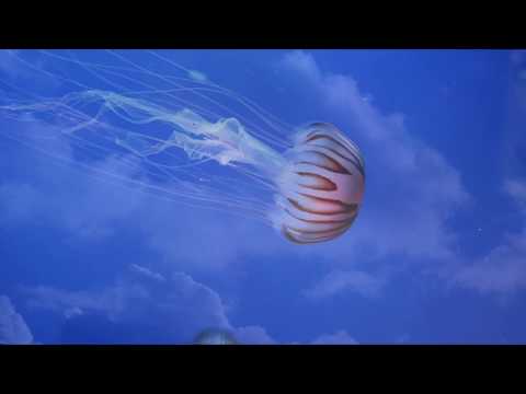 AUTOBUS - NUEVA IMPRESIÓN (Lyric Video 2020)